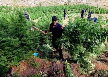 albania cannabis plantation police