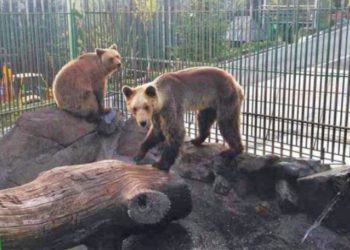 Two bears rescued from Albania find their new home in UK Zoo